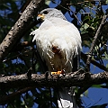 Grey Goshawk (Male) The pair is in incubation phase<br />Canon EOS 7D + EF400 F5.6